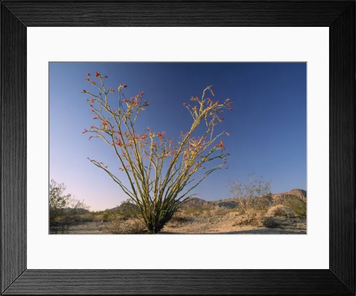 Framed Print : Ocotillo Sonoran Desert, Southern California, USA Framed Print : Ocotillo Sonoran Desert, Southern California, USA