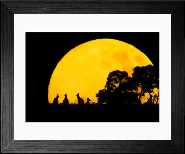 Framed Print : Eastern Grey Kangaroo - Small group silhouetted against setting sun - Eastern Australia JPF37043 Framed Print : Eastern Grey Kangaroo - Small group silhouetted against setting sun - Eastern Australia JPF37043