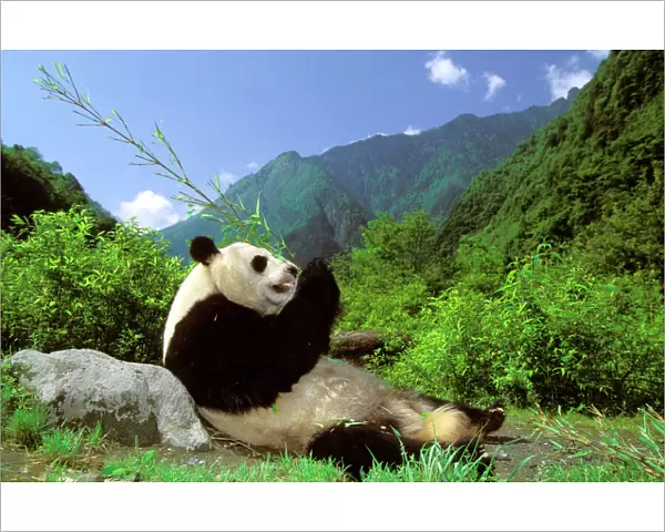 Giant Panda - Eating bamboo - Wolong Reserve, Sichuan, China JPF36392