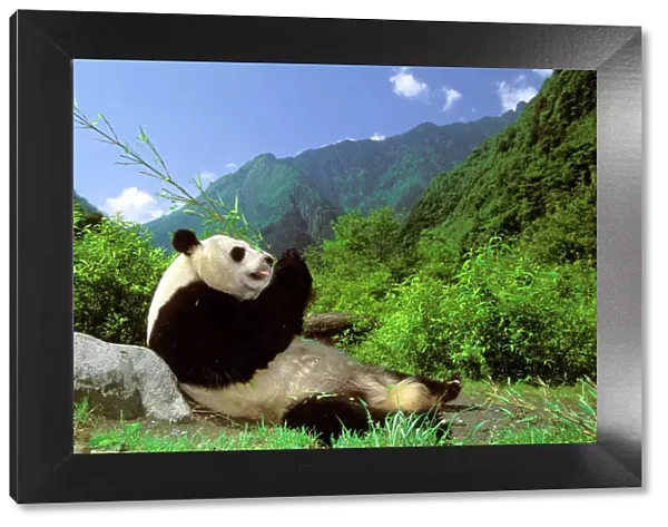 Giant Panda - Eating bamboo - Wolong Reserve, Sichuan, China JPF36392