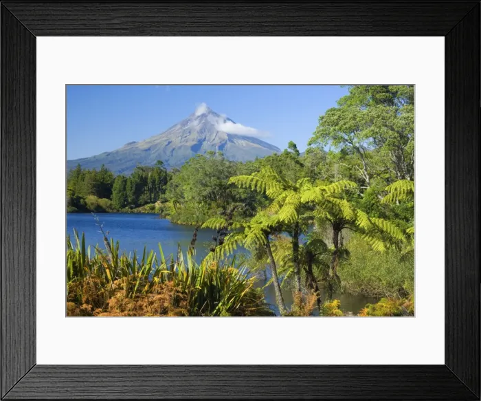Framed Print : Mount Egmont lake, tree ferns and perfectly cone-shaped volcanoe Mt Egmont also called Mt Taranaki Taranaki, North Island, New Zealand Framed Print : Mount Egmont lake, tree ferns and perfectly cone-shaped volcanoe Mt Egmont also called Mt Taranaki Taranaki, North Island, New Zealand