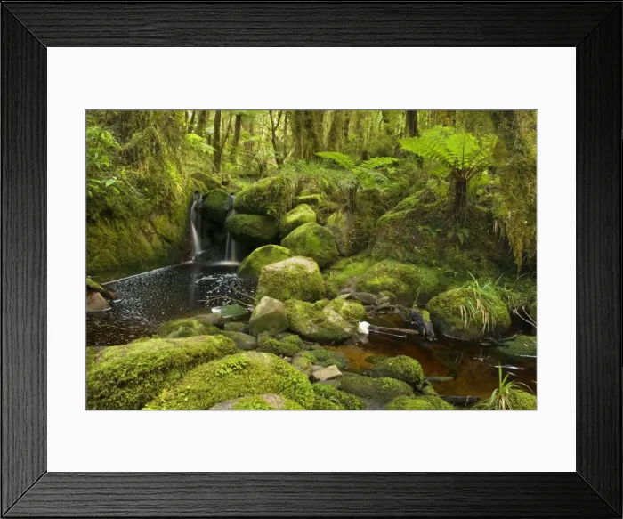 Framed Print : cascade in rainforest small waterfall and brook meandering through lush moss- and lichen-covered temperate rainforest Oparara Basin, Karamea region, West Coast, South Island, New Zealand Framed Print : cascade in rainforest small waterfall and brook meandering through lush moss- and lichen-covered temperate rainforest Oparara Basin, Karamea region, West Coast, South Island, New Zealand
