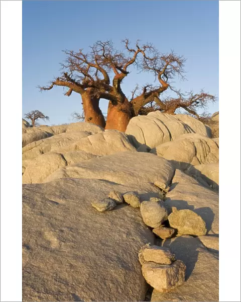 Baobab - In the early morning at the isolated Kubu Island, a mysterious rock island at the western edge of Sowa Pan, a salt pan which is part of the vast Makgadikgadi Pans, Botswana