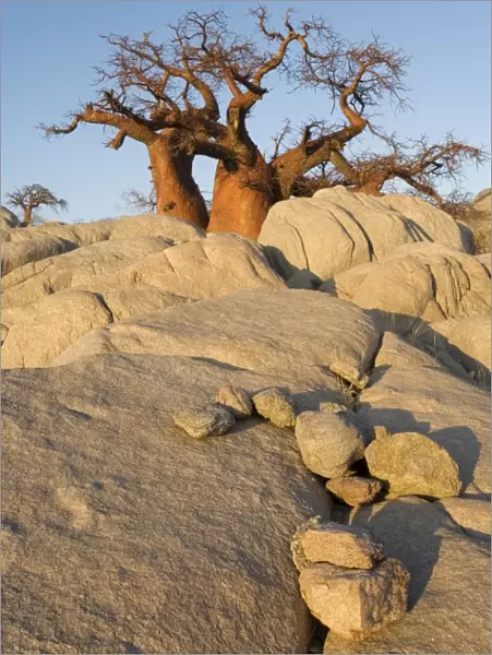 Baobab - In the early morning at the isolated Kubu Island, a mysterious rock island at the western edge of Sowa Pan, a salt pan which is part of the vast Makgadikgadi Pans, Botswana
