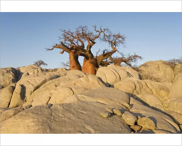 Baobab Tree- In the early morning at the isolated Kubu Island, a mysterious rock island at the western edge of Sowa Pan, a salt pan which is part of the vast Makgadikgadi Pans, Botswana