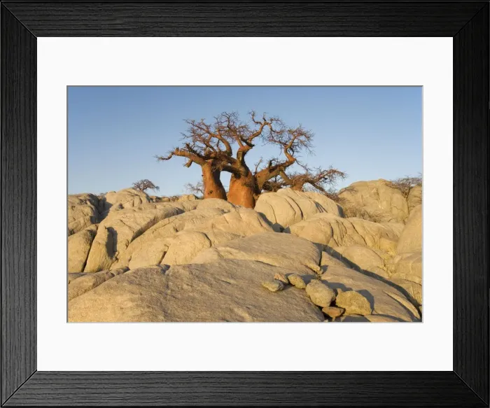 Framed Print : Baobab Tree- In the early morning at the isolated Kubu Island, a mysterious rock island at the western edge of Sowa Pan, a salt pan which is part of the vast Makgadikgadi Pans, Botswana