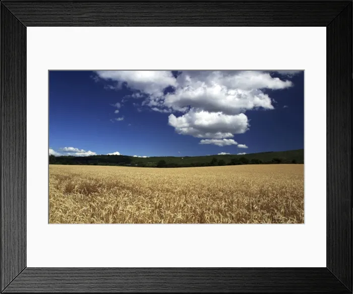 Framed Print : Wheat Field. Sault, Vaucluse, PACA, France Framed Print : Wheat Field. Sault, Vaucluse, PACA, France