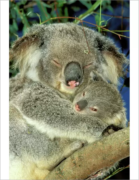 Koala - Female and young in tree - Australia JPF29811