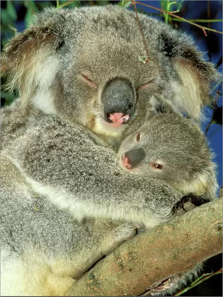 Koala - Female and young in tree - Australia JPF29811