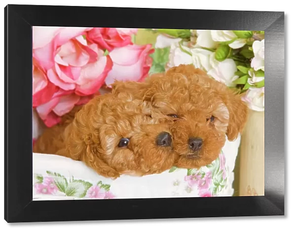 Dog - Apricot Poodles in basket with flowers Digital Manipulation: cleaned-up eye