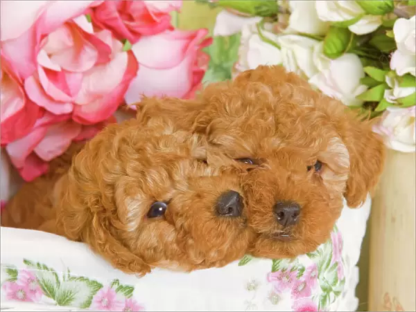 Dog - Apricot Poodles in basket with flowers Digital Manipulation: cleaned-up eye