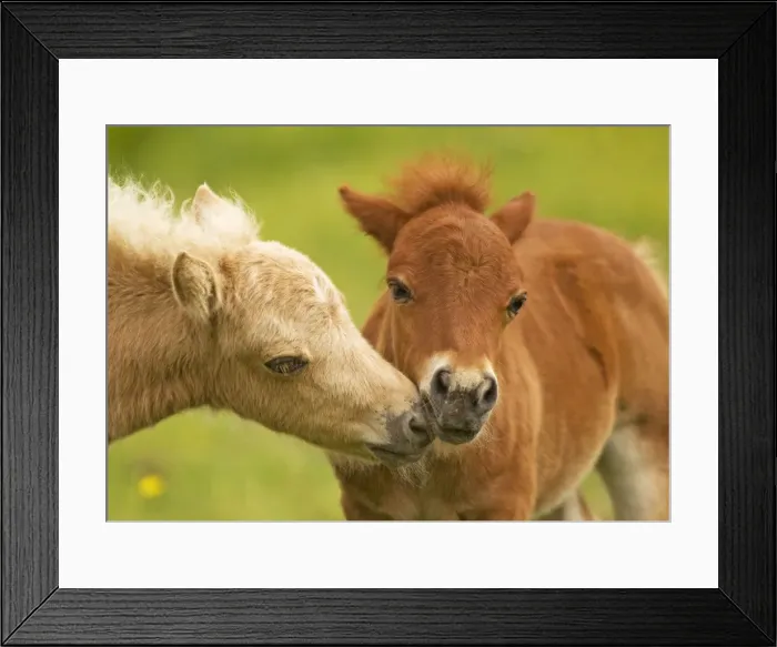 Framed Print : Shetland Pony - two foals kissing Framed Print : Shetland Pony - two foals kissing