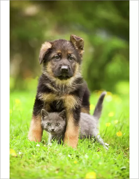 Cat - Chartreux kitten with German Shephern  /  Alsatian puppy