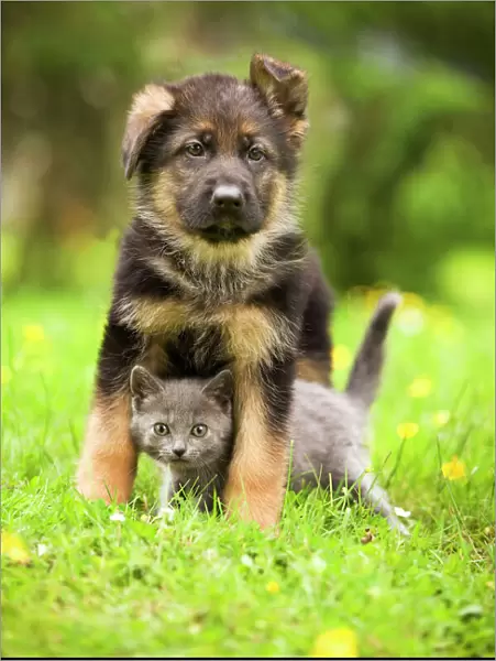 Cat - Chartreux kitten with German Shephern  /  Alsatian puppy
