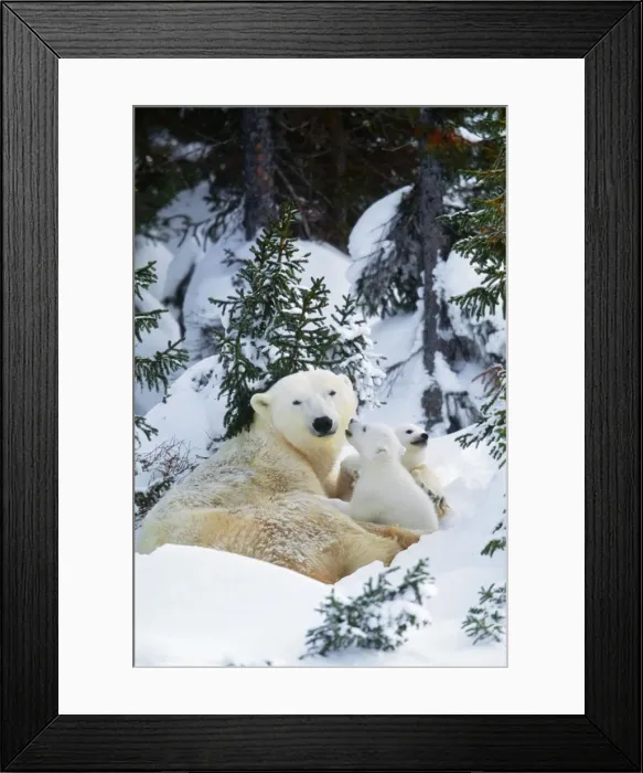 Framed Print : Polar Bear - parent with 2 cubs Framed Print : Polar Bear - parent with 2 cubs