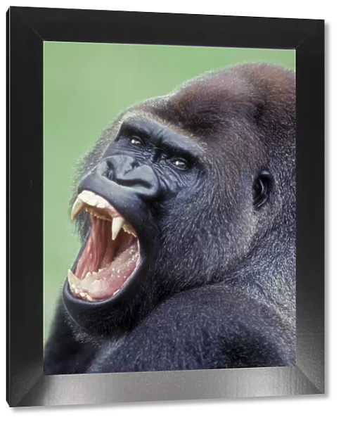 Lowland Gorilla - Male with mouth open
