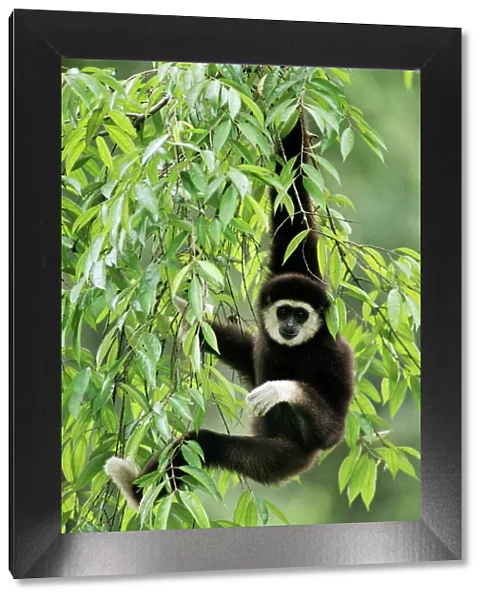 White-handed Gibbon - hanging in tree, Borneo, Malaysia JPF29323
