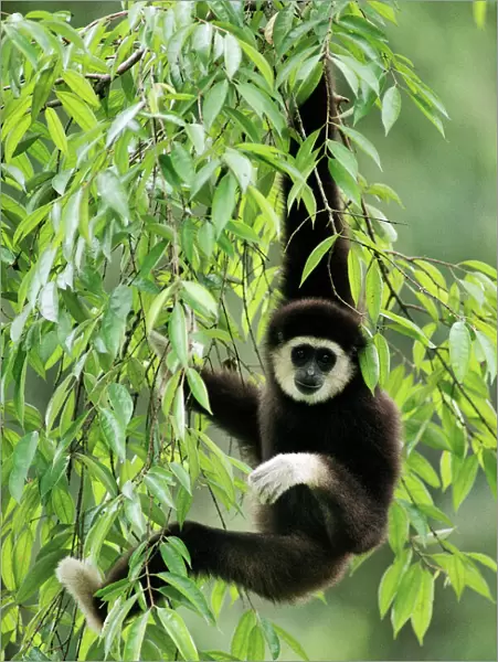 White-handed Gibbon - hanging in tree, Borneo, Malaysia JPF29323