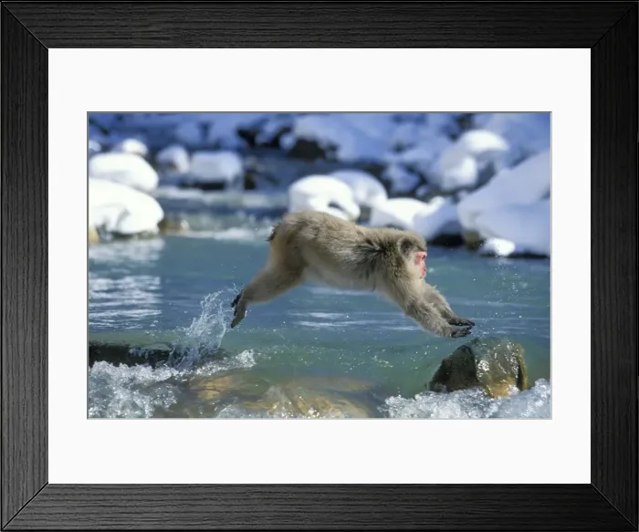 Framed Print : Japanese Macaque / Snow Monkey - Jumping across stream - Joshinetsu Kogen National Park - Shiga Highlands - Honshu - Japan JPF38877 Framed Print : Japanese Macaque / Snow Monkey - Jumping across stream - Joshinetsu Kogen National Park - Shiga Highlands - Honshu - Japan JPF38877