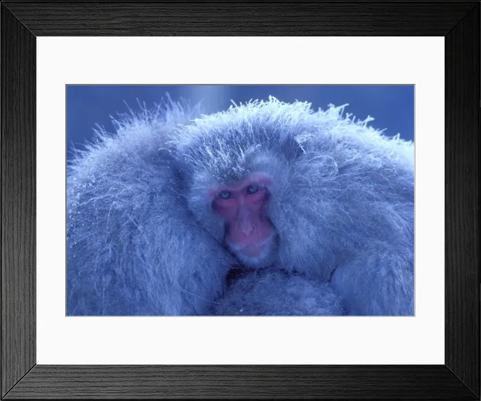 Framed Print : Japanese Macaque / Snow Monkey - Huddling for warmth - Joshinetsu Kogen National Park - Shiga Highlands - Honshu - Japan JPF38762 Framed Print : Japanese Macaque / Snow Monkey - Huddling for warmth - Joshinetsu Kogen National Park - Shiga Highlands - Honshu - Japan JPF38762