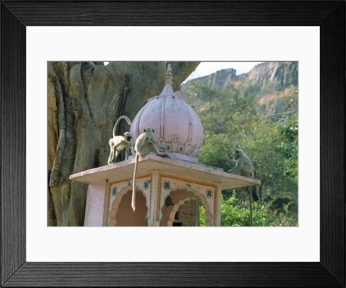 Framed Print : Hanuman Langur Monkeys - on temple Rajasthan india Framed Print : Hanuman Langur Monkeys - on temple Rajasthan india