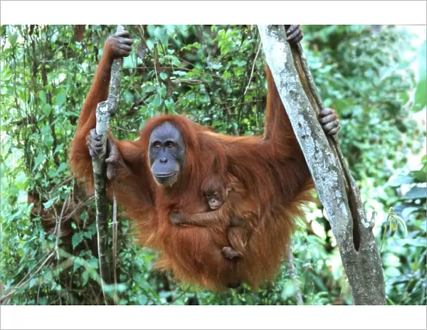 Sumatran Orangutan - female with baby Bukit Lawang - Gunung Leuser N. P. - Sumatra - Indonesia