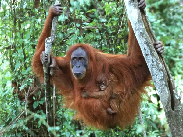 Sumatran Orangutan - female with baby Bukit Lawang - Gunung Leuser N. P. - Sumatra - Indonesia