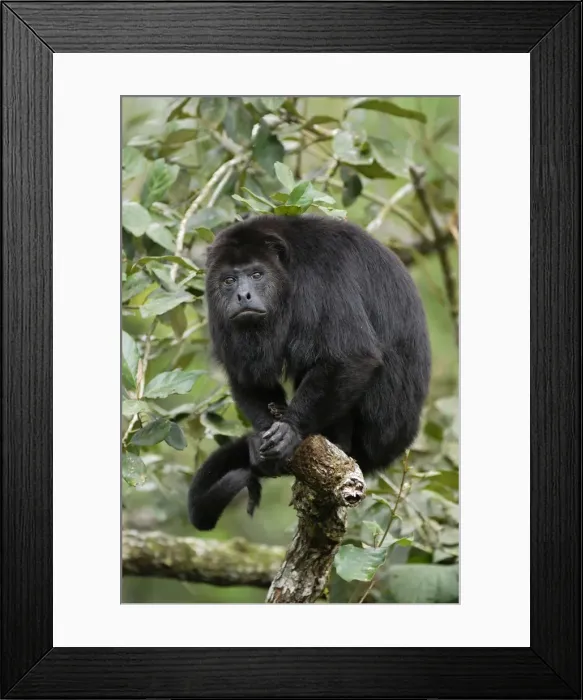 Framed Print : Guatemalan Howler Monkey Belize Framed Print : Guatemalan Howler Monkey Belize