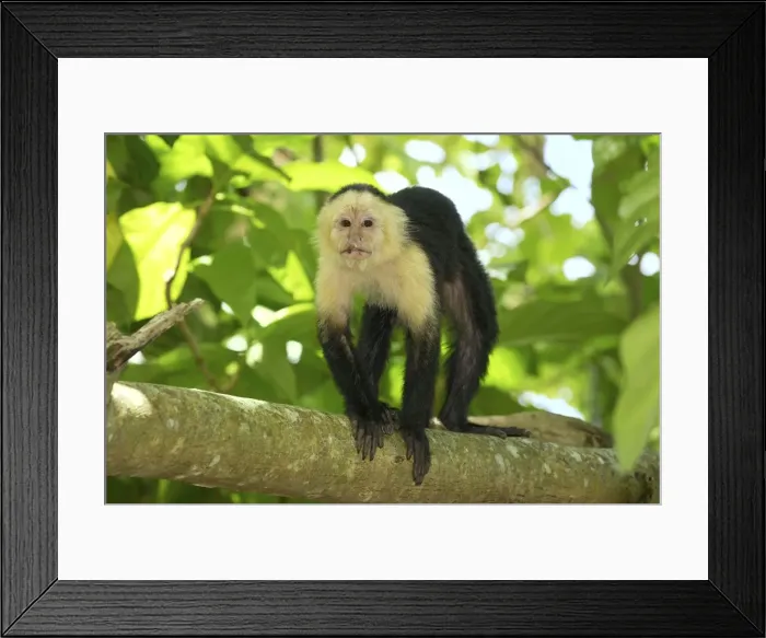 Framed Print : White-throated Capuchin Cahuita N. P. Costa Rica Framed Print : White-throated Capuchin Cahuita N. P. Costa Rica