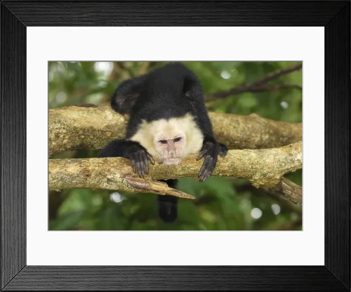 Framed Print : White-throated Capuchin Cahuita N. P. Costa Rica Framed Print : White-throated Capuchin Cahuita N. P. Costa Rica
