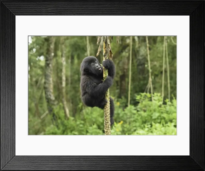Framed Print : Mountain Gorilla Volcanoes National Park, Rwanda Framed Print : Mountain Gorilla Volcanoes National Park, Rwanda