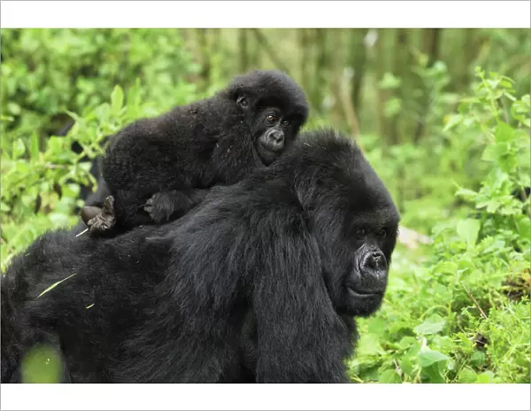 Mountain Gorilla - female with baby Volcanoes National Park, Rwanda