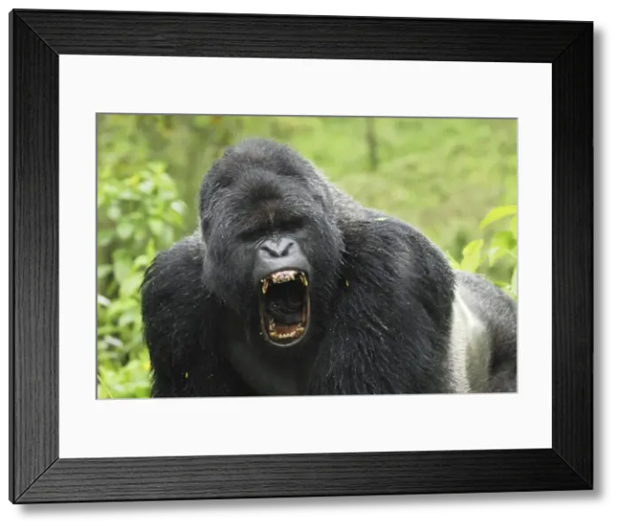 Framed Print : Mountain Gorilla - silverback Volcanoes National Park, Rwanda Framed Print : Mountain Gorilla - silverback Volcanoes National Park, Rwanda