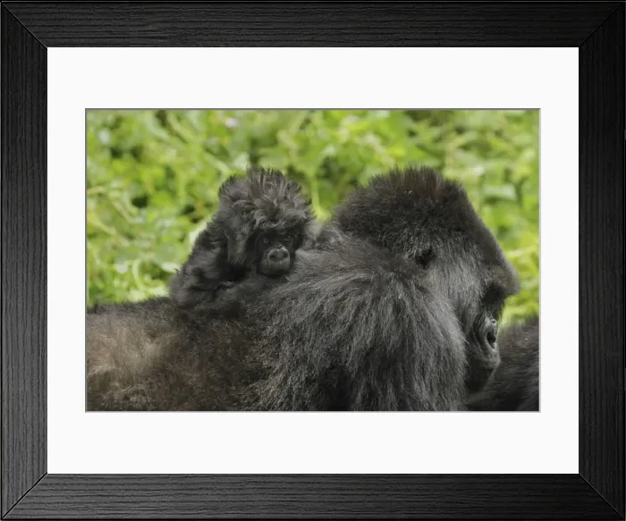 Framed Print : Mountain Gorilla - female with baby Volcanoes National Park, Rwanda Framed Print : Mountain Gorilla - female with baby Volcanoes National Park, Rwanda