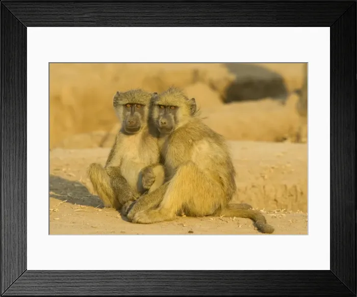Framed Print : Chacma Baboon - 2 subadults in the light of the early morning. Lower Zambezi National Park, Zambia Framed Print : Chacma Baboon - 2 subadults in the light of the early morning. Lower Zambezi National Park, Zambia