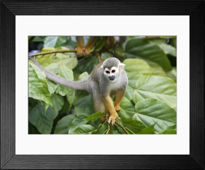 Framed Print : Squirrel Monkey Central Suriname Nature Reserve South America Framed Print : Squirrel Monkey Central Suriname Nature Reserve South America