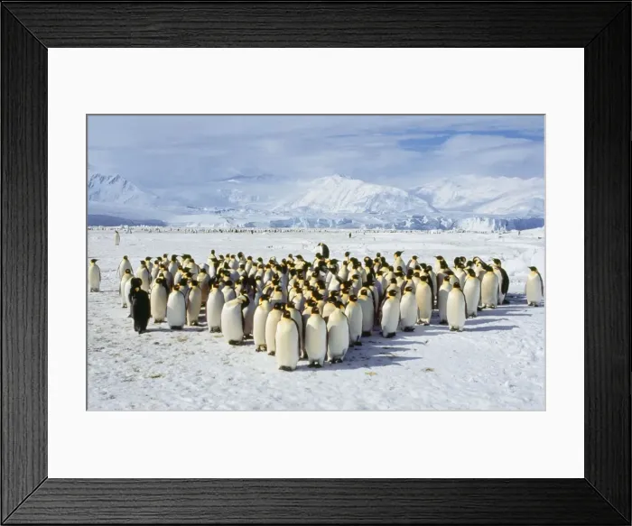 Framed Print : Emperor Penguin Framed Print : Emperor Penguin