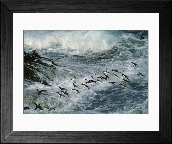Framed Print : Rockhopper Penguins - surfing into shore, New Island, Falkland Islands, South Atlantic, Islands in the southern oceans JPF31287 Framed Print : Rockhopper Penguins - surfing into shore, New Island, Falkland Islands, South Atlantic, Islands in the southern oceans JPF31287