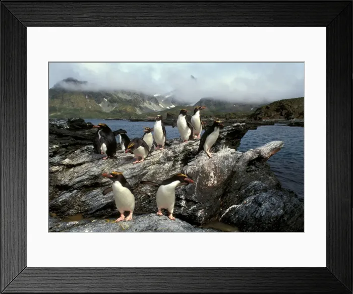 Framed Print : Macaroni Penguins - returning from feeding trip, South Georgia, Antarctica, Islands in the southern oceans, Antarctica JPF31215