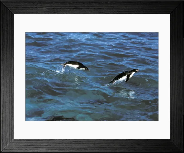 Framed Print : Adelie Penguin - In sea porpoising JPF20307 Framed Print : Adelie Penguin - In sea porpoising JPF20307