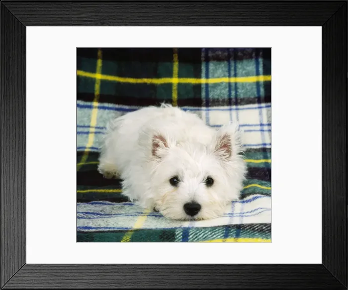 Framed Print : West Highland White Terrier - puppy Framed Print : West Highland White Terrier - puppy