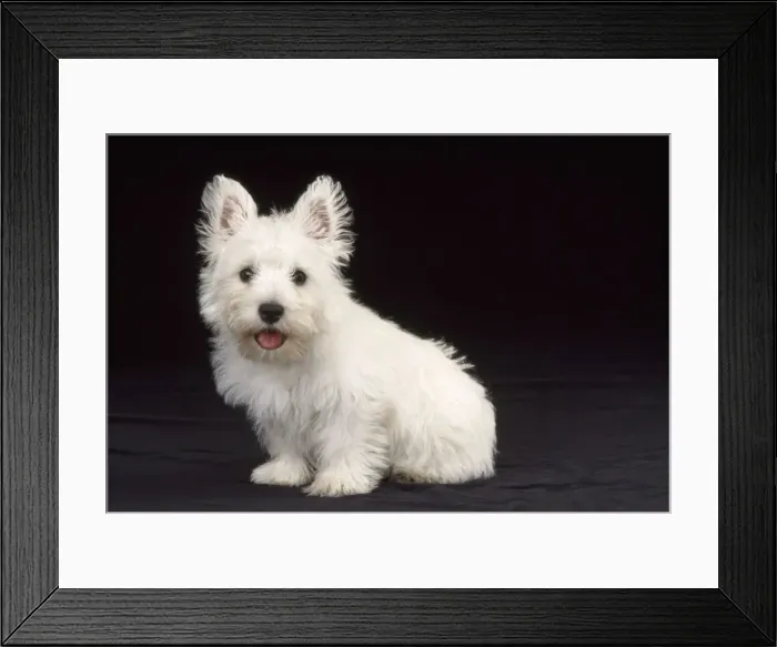 Framed Print : West Highland White Terrier Dog - puppy sitting Framed Print : West Highland White Terrier Dog - puppy sitting