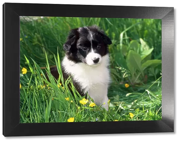 Border Collie Dog - puppy in buttercups