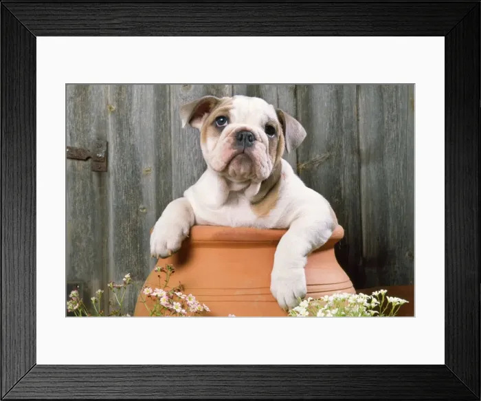 Framed Print : Bulldog - puppy in flowerpot Framed Print : Bulldog - puppy in flowerpot