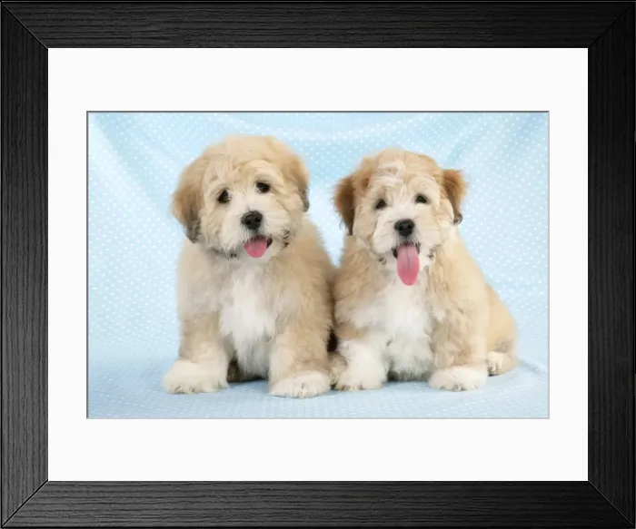 Framed Print : Dog. Teddy dogs Digital Manipulation: cleaned up eyes Framed Print : Dog. Teddy dogs Digital Manipulation: cleaned up eyes