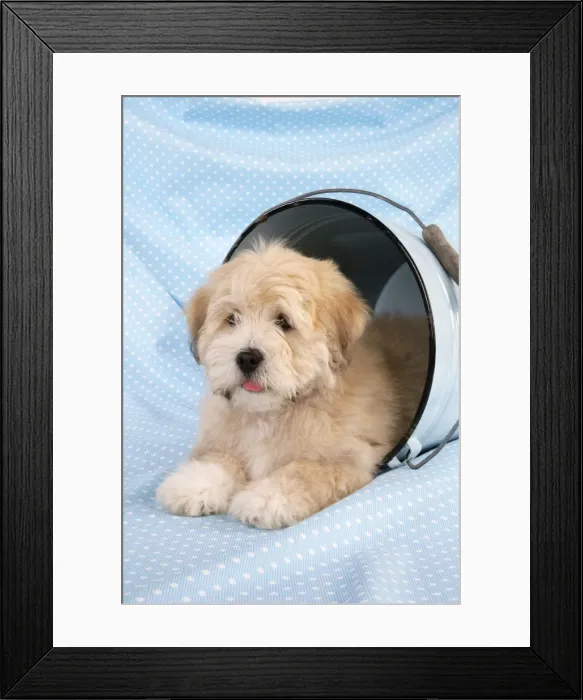 Framed Print : Dog. Teddy dog in bucket Framed Print : Dog. Teddy dog in bucket
