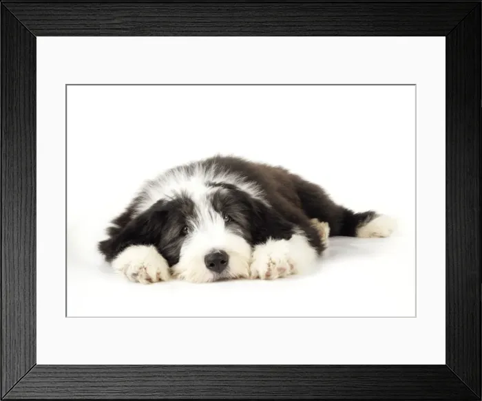 Framed Print : Dog. Bearded Collie puppy laying down Framed Print : Dog. Bearded Collie puppy laying down
