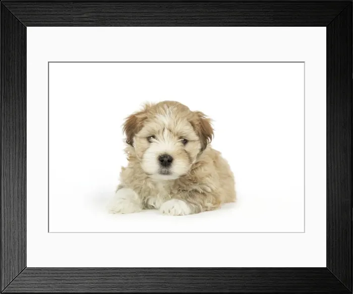 Framed Print : Dog - Lhasa Apso cross Shih Tzu 7 weeks old puppy Framed Print : Dog - Lhasa Apso cross Shih Tzu 7 weeks old puppy