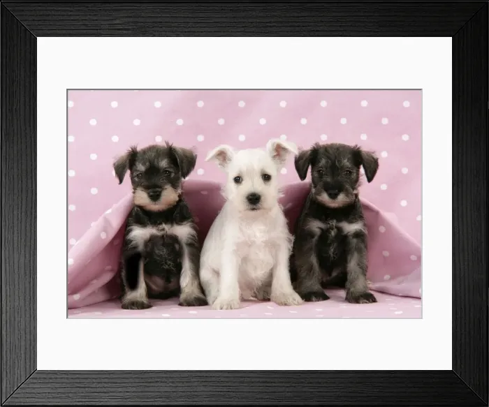 Framed Print : Dog. Miniature Schnauzer puppies (6 weeks old) on pink background Digital Manipulation: background colour Framed Print : Dog. Miniature Schnauzer puppies (6 weeks old) on pink background Digital Manipulation: background colour