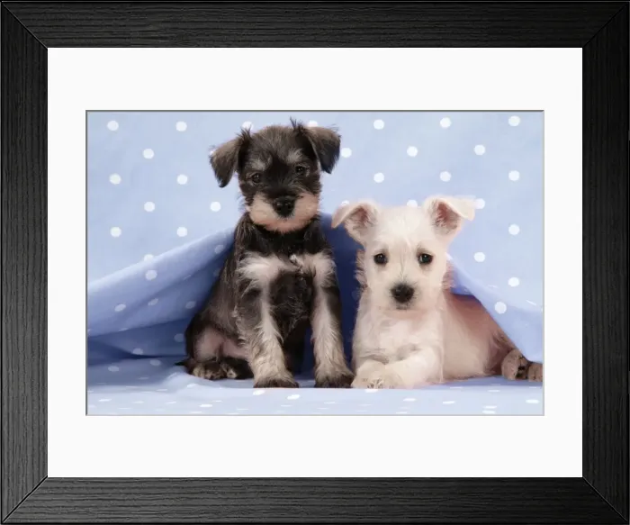 Framed Print : Dog. Miniature Schnauzer puppies (6 weeks old) on blue background Digital Manipulation: background colour Framed Print : Dog. Miniature Schnauzer puppies (6 weeks old) on blue background Digital Manipulation: background colour